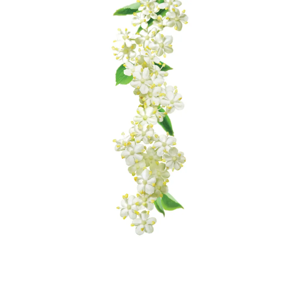 Elderflower Siirup 1L