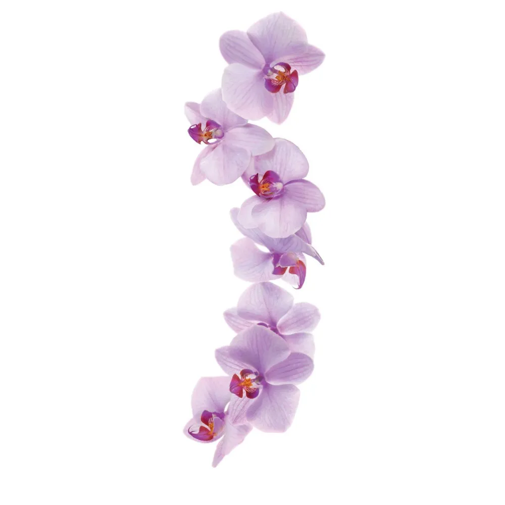 Orchidinės sirupas 1L