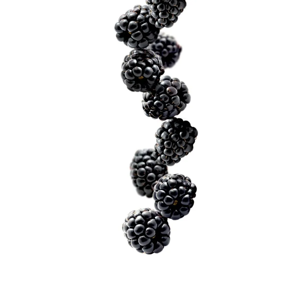 Juodųjų serbentų sirupas 1L